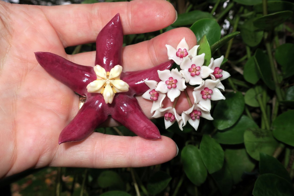 Хойя Империалис Пинк