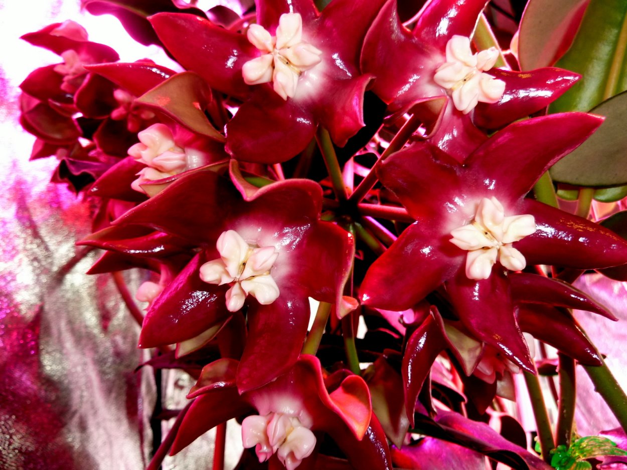 Хойя Империалис