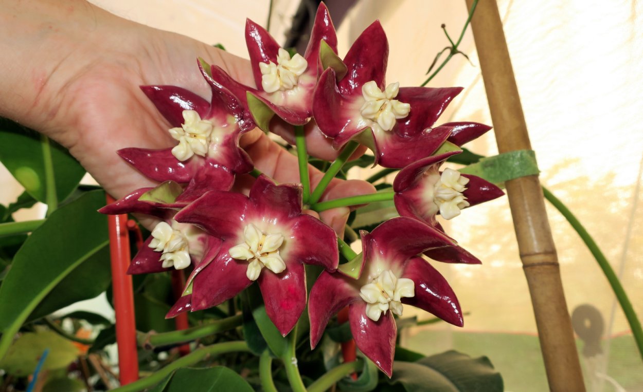 Хойя Imperialis Red