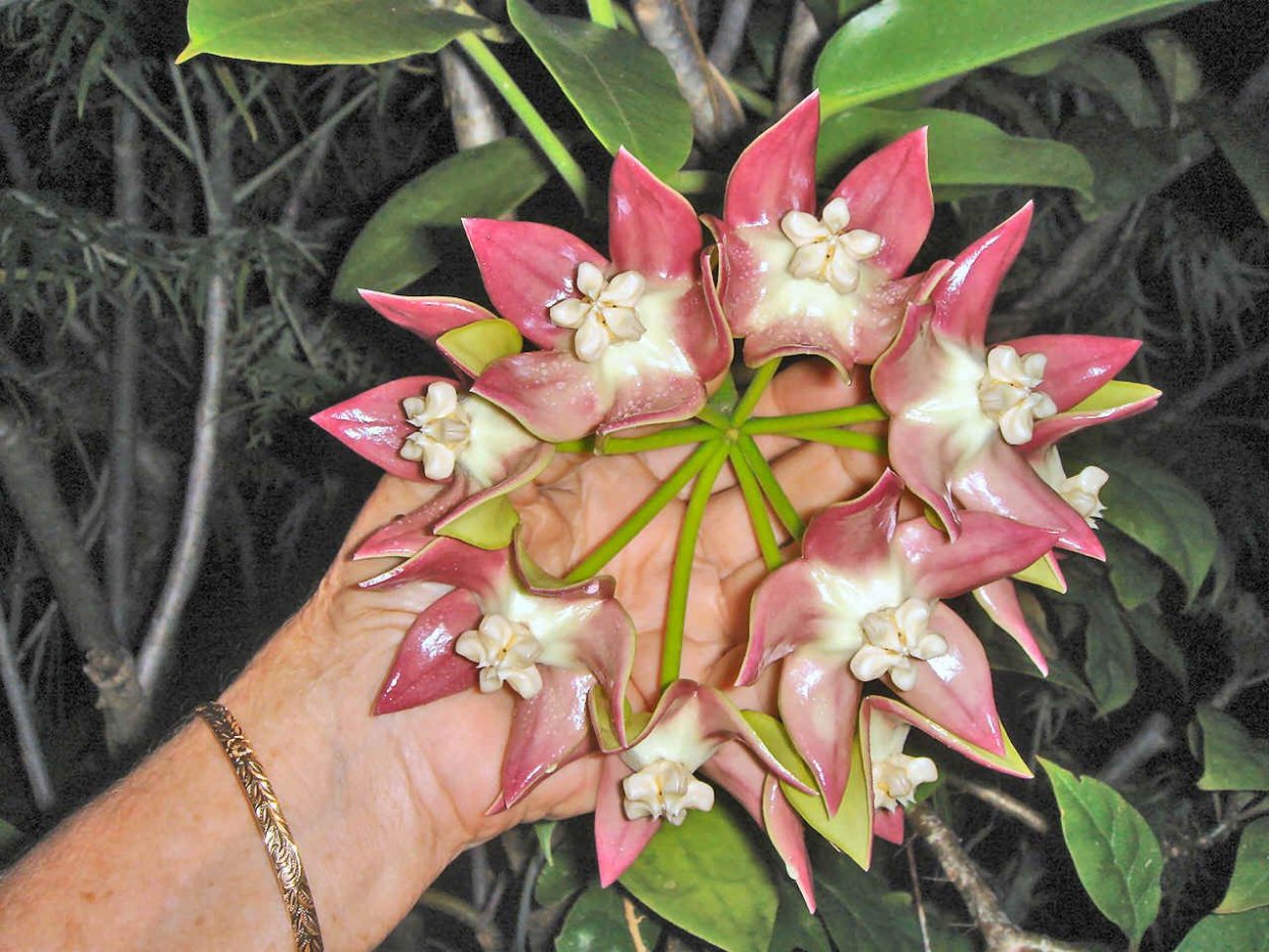 Хойя Империалис Пинк