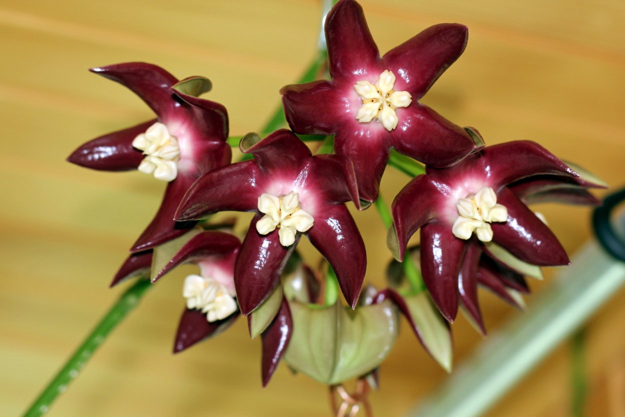 Хойя Империалис