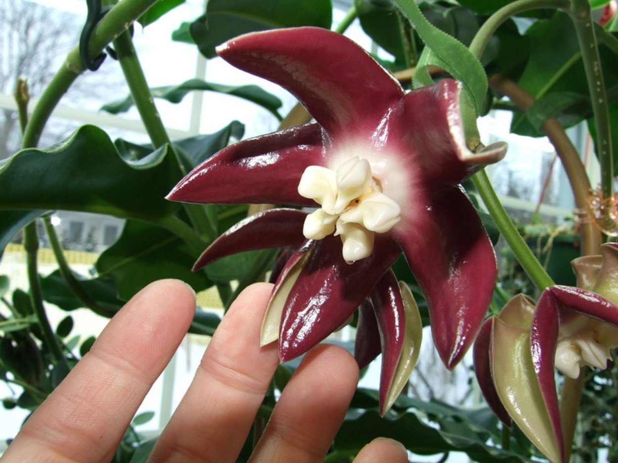 Хойя Империалис