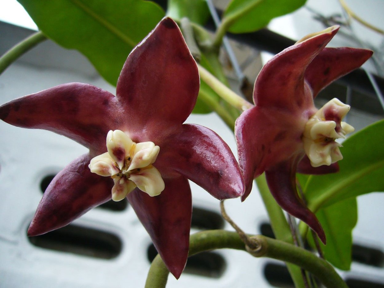 Хойя Империалис