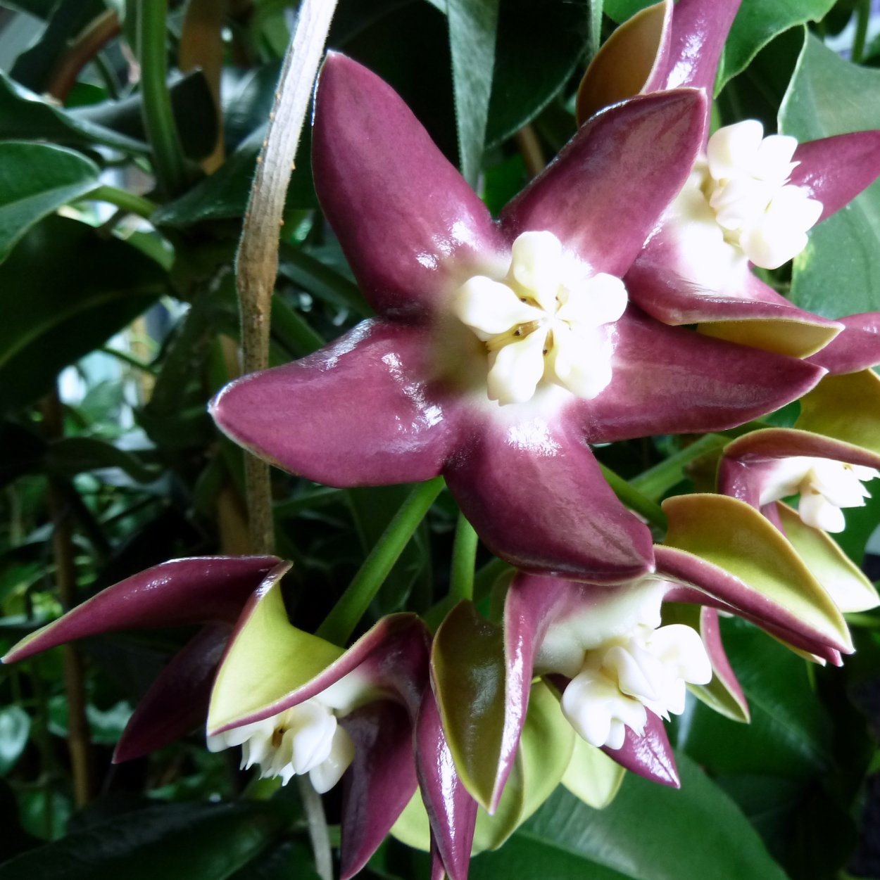 Хойя Империалис Альба