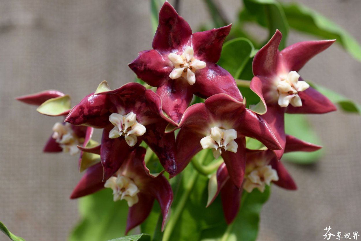 Хойя Империалис Пинк