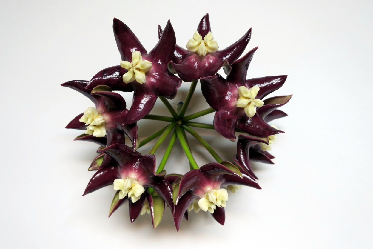 Hoya Imperialis White