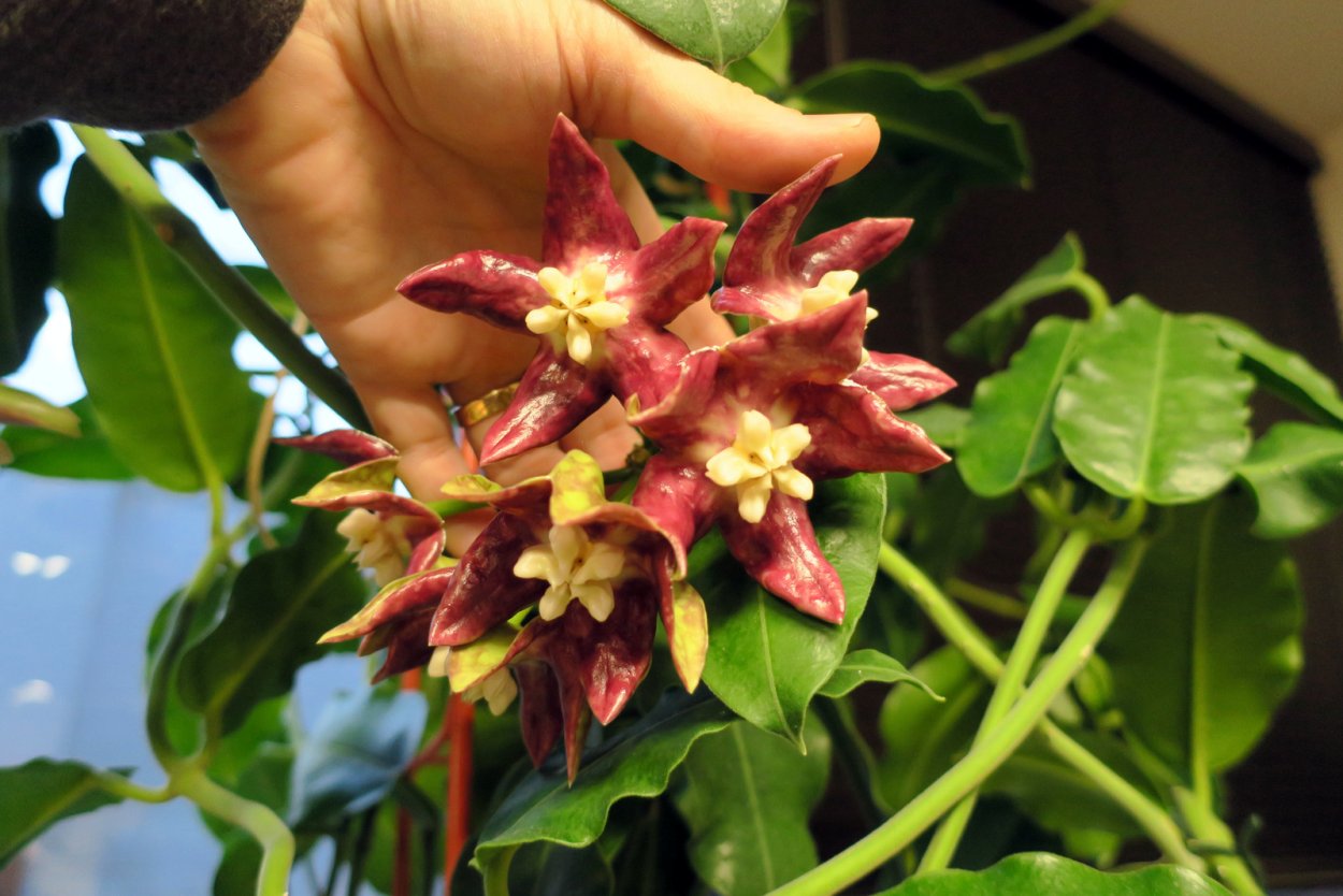 Хойя Империалис