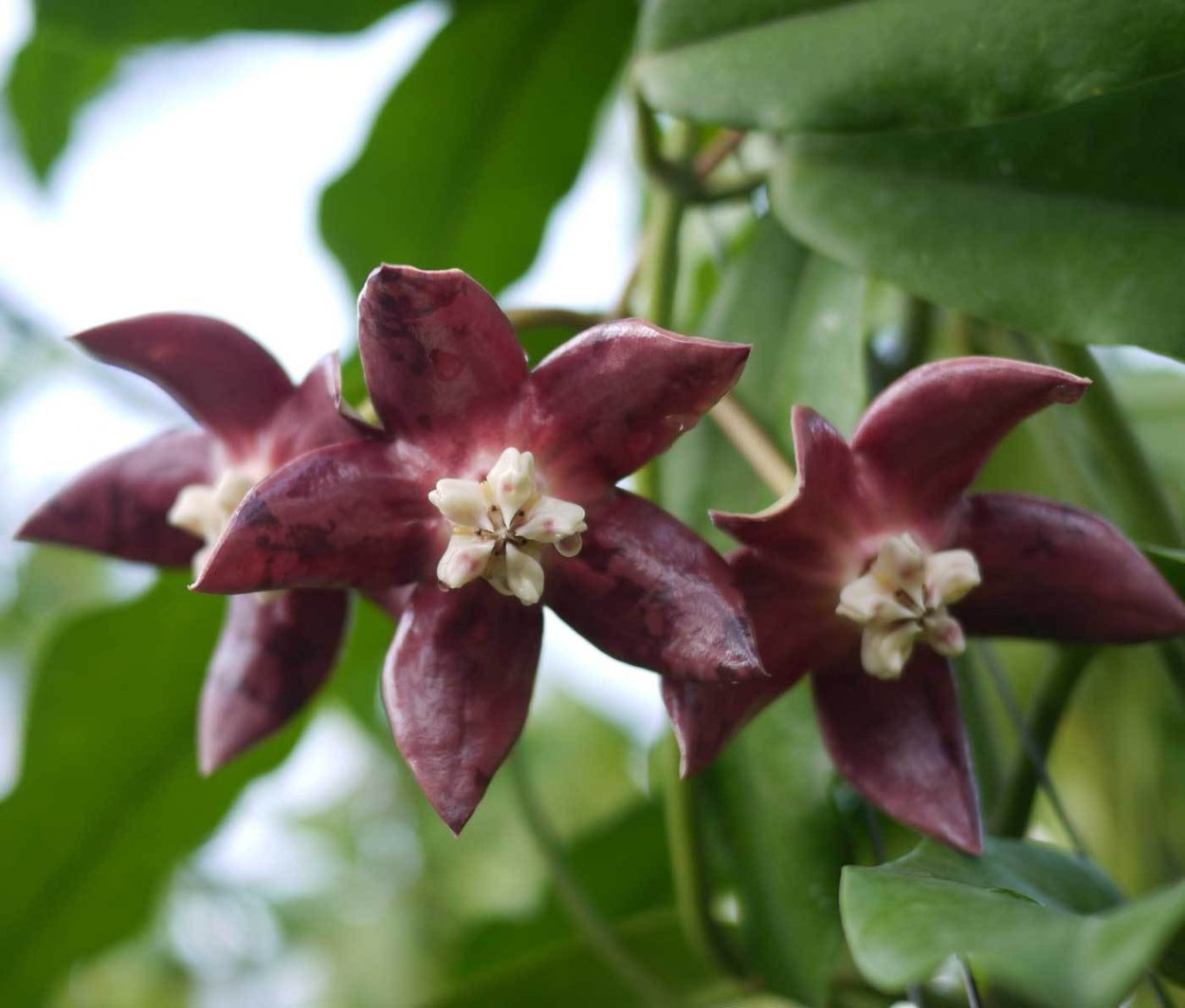 Хойя Империалис ред