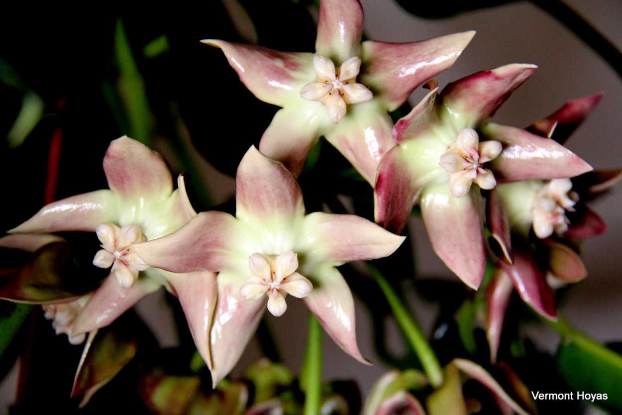 Хойя Империалис