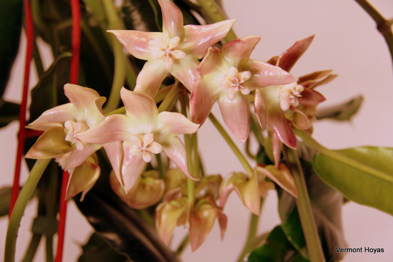 Hoya Imperialis 'Palawan'