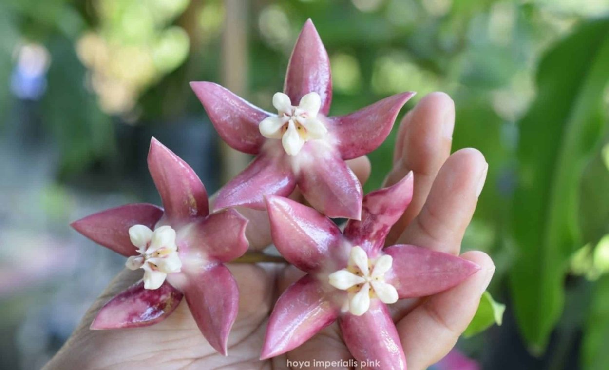 Хойя Империалис