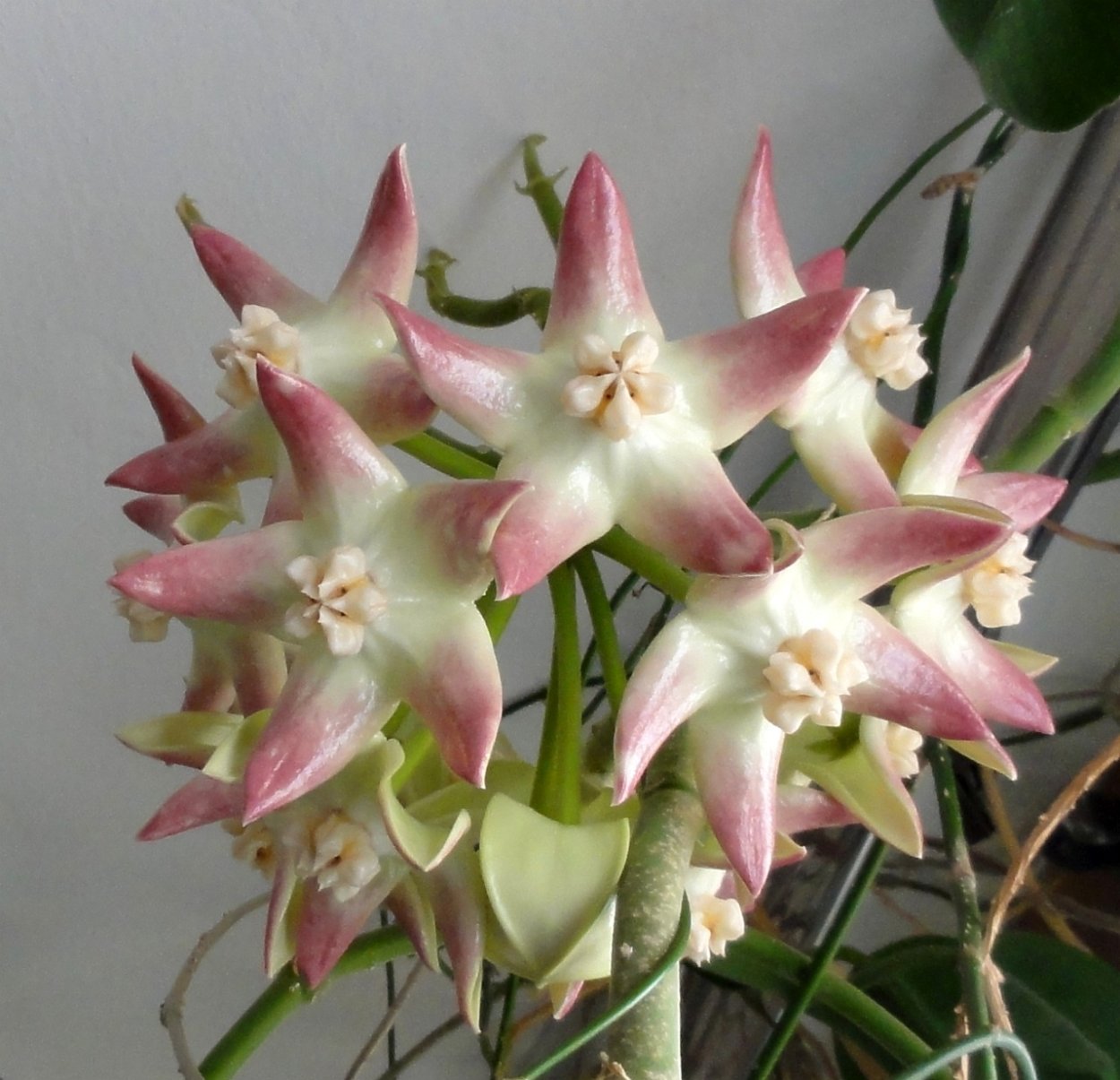 Хойя Imperialis Palawan