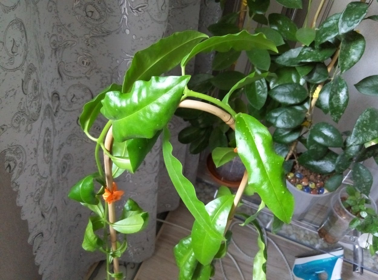 Хойя Imperialis Lindley