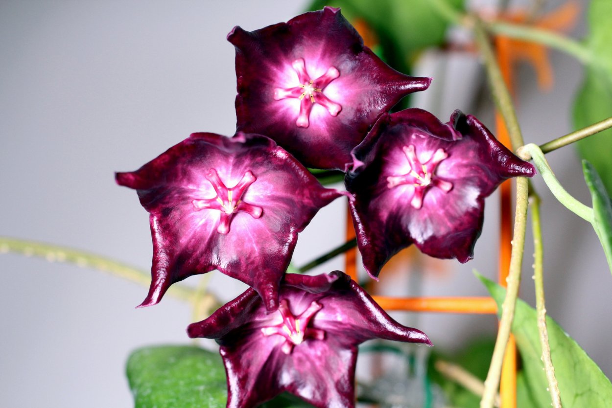 Хойя macgillivrayi Pink