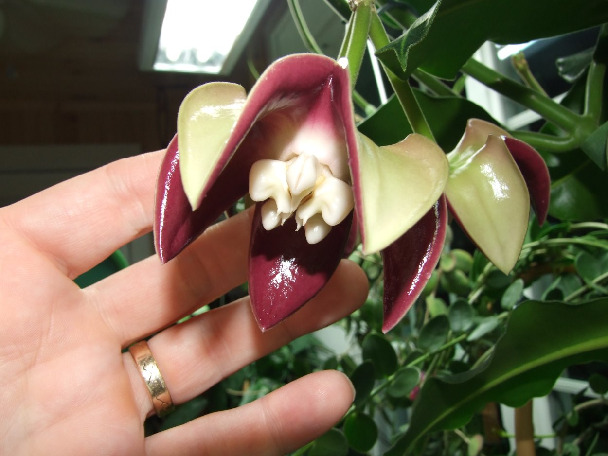 Хойя Империалис вар