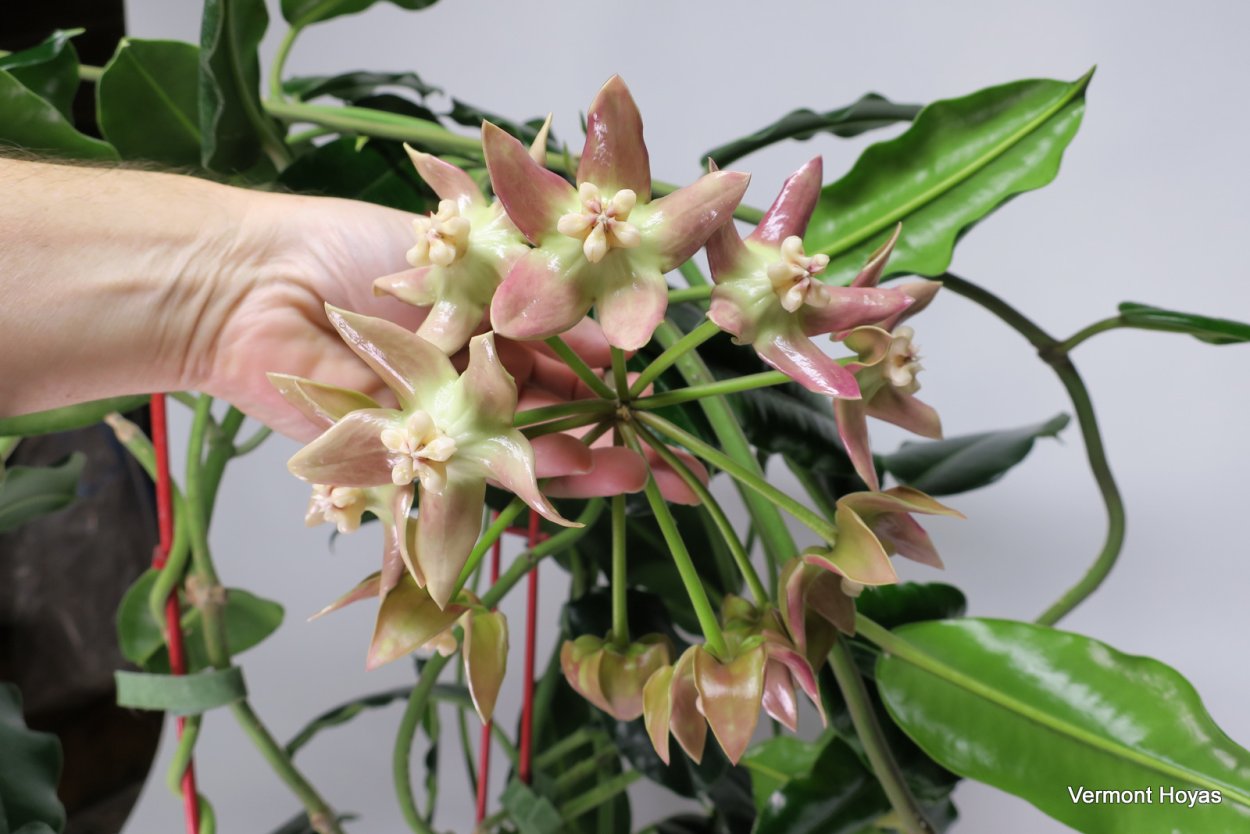 Hoya Imperialis 'Palawan'