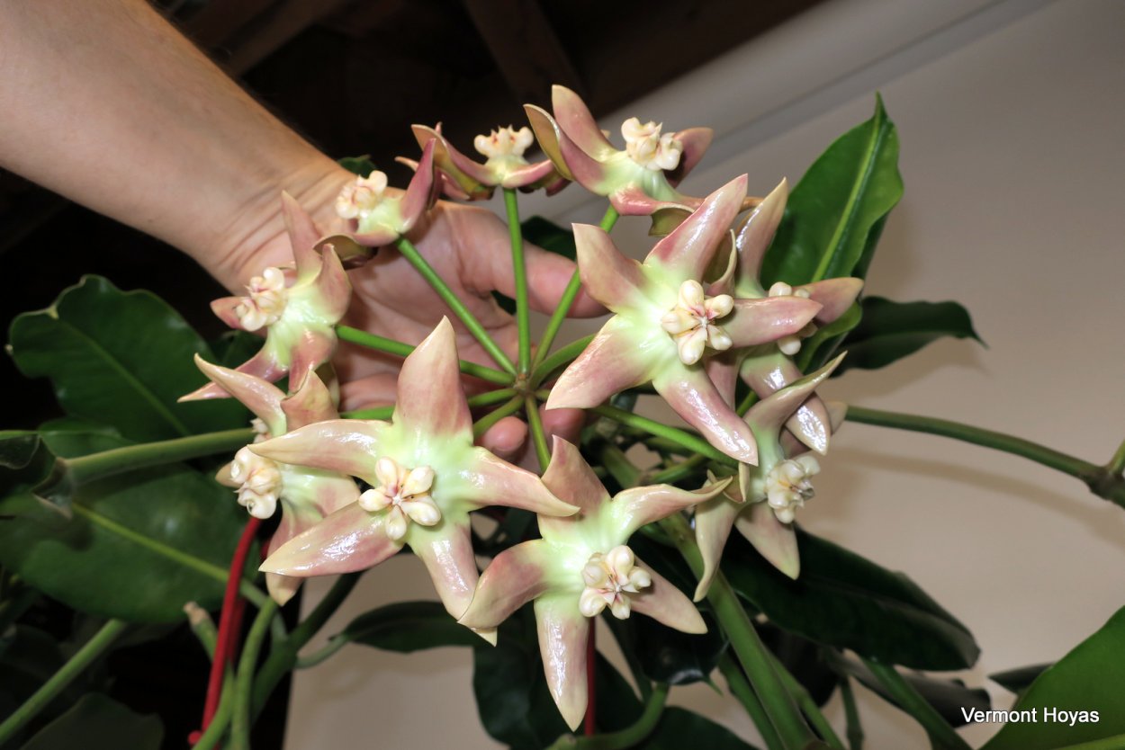 "Hoya Imperialis Хойя Империалис"