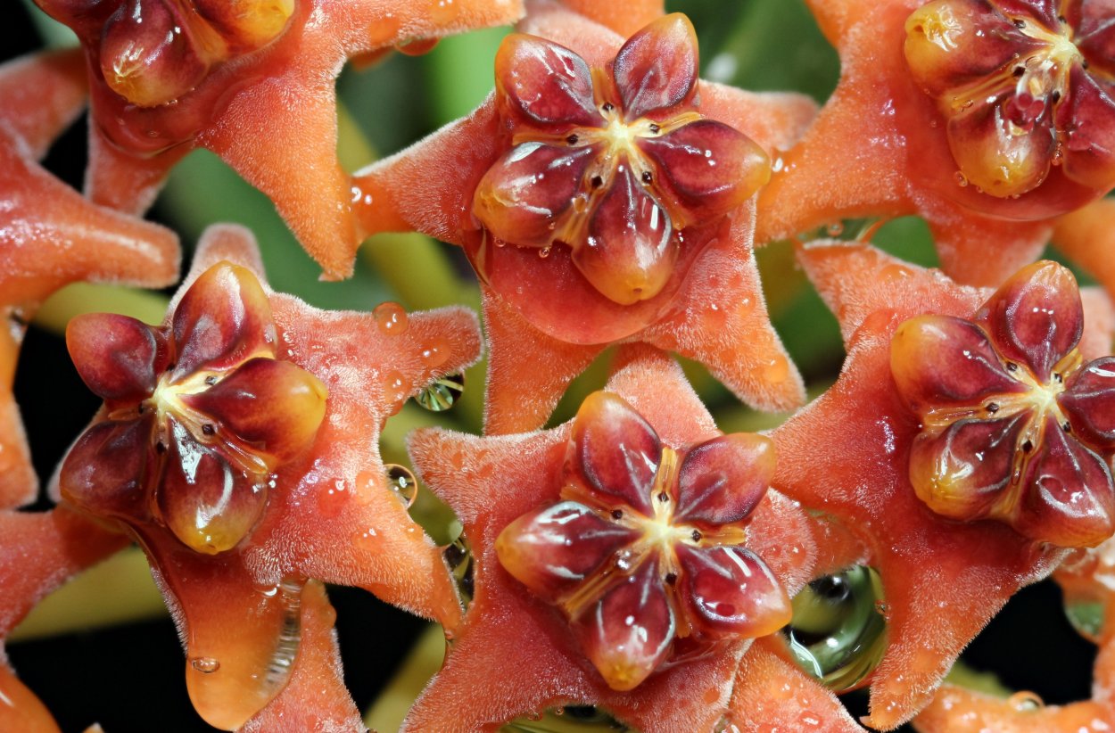 Хойя толстолистная