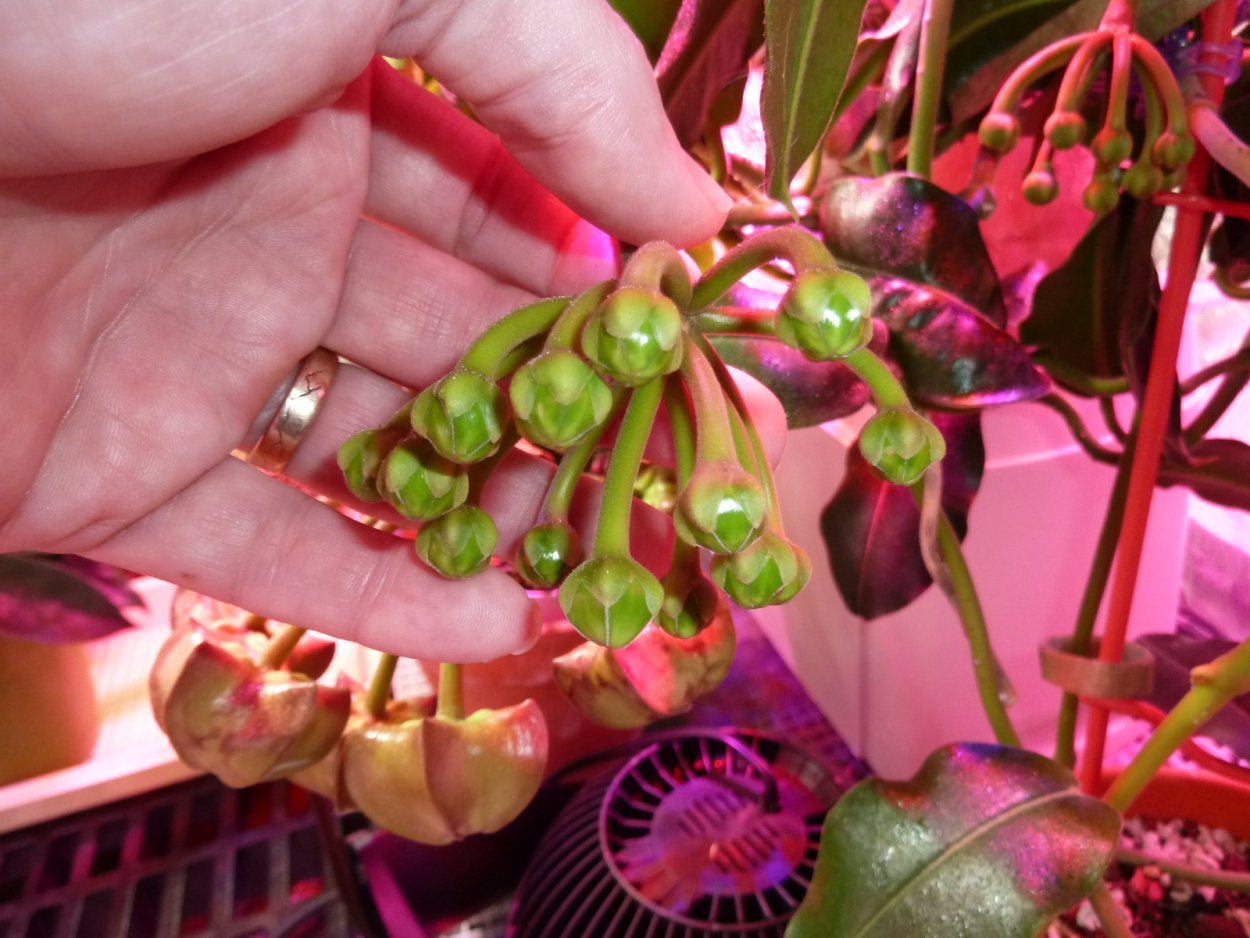 Хойя Империалис