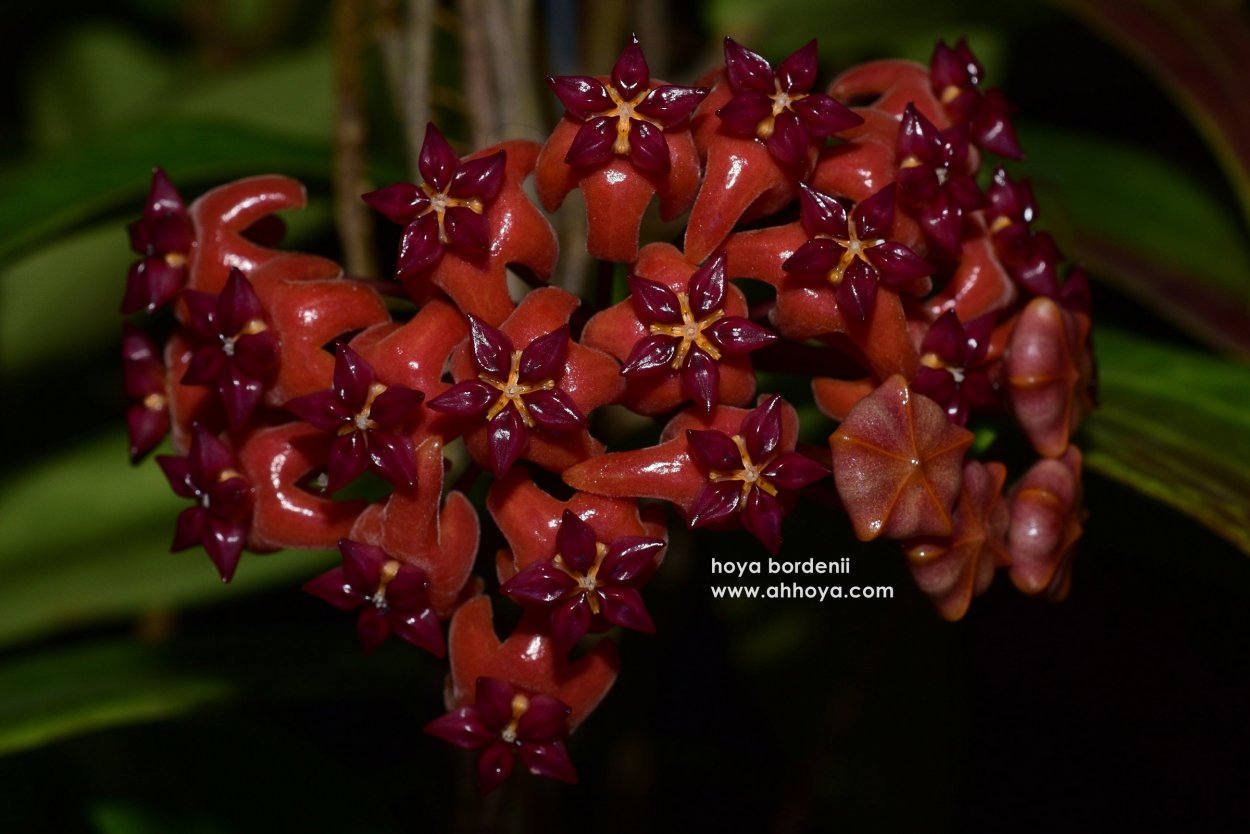 Hoya juannguoiana