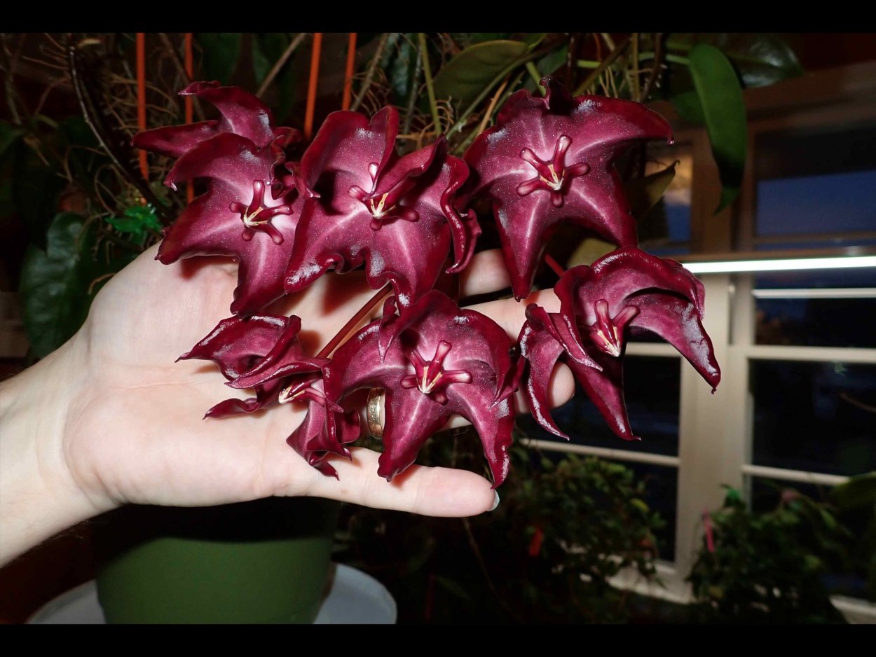 Хойя macgillivrayi