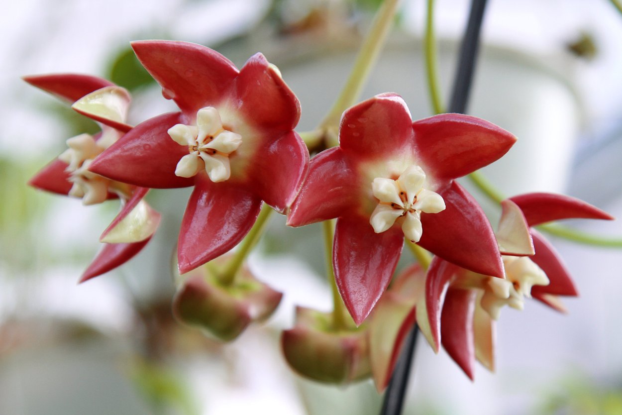 Хойя Императорская