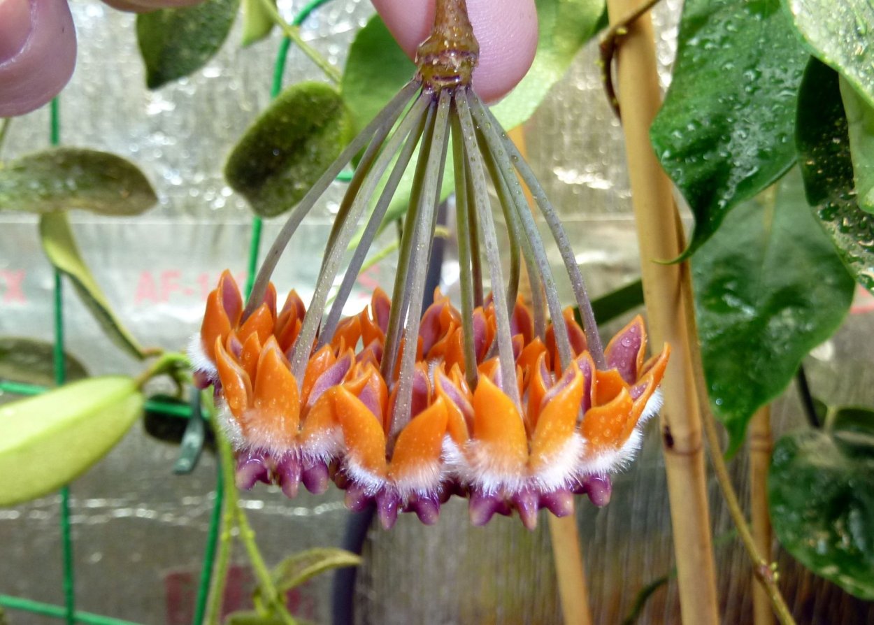 Hoya praetorii lasiantha