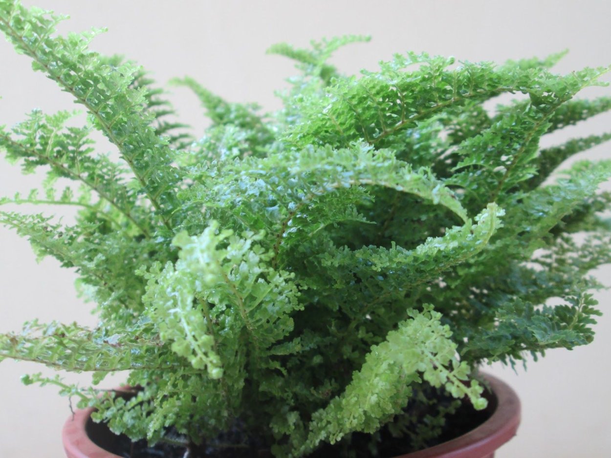 Нефролепис Глориоза