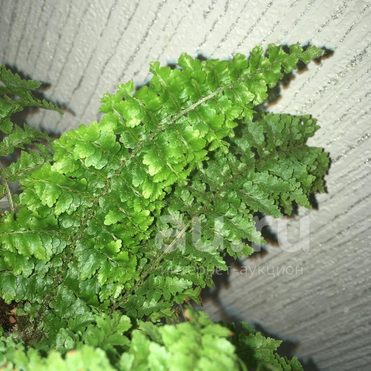 Нефролепис пушистый кудрявый