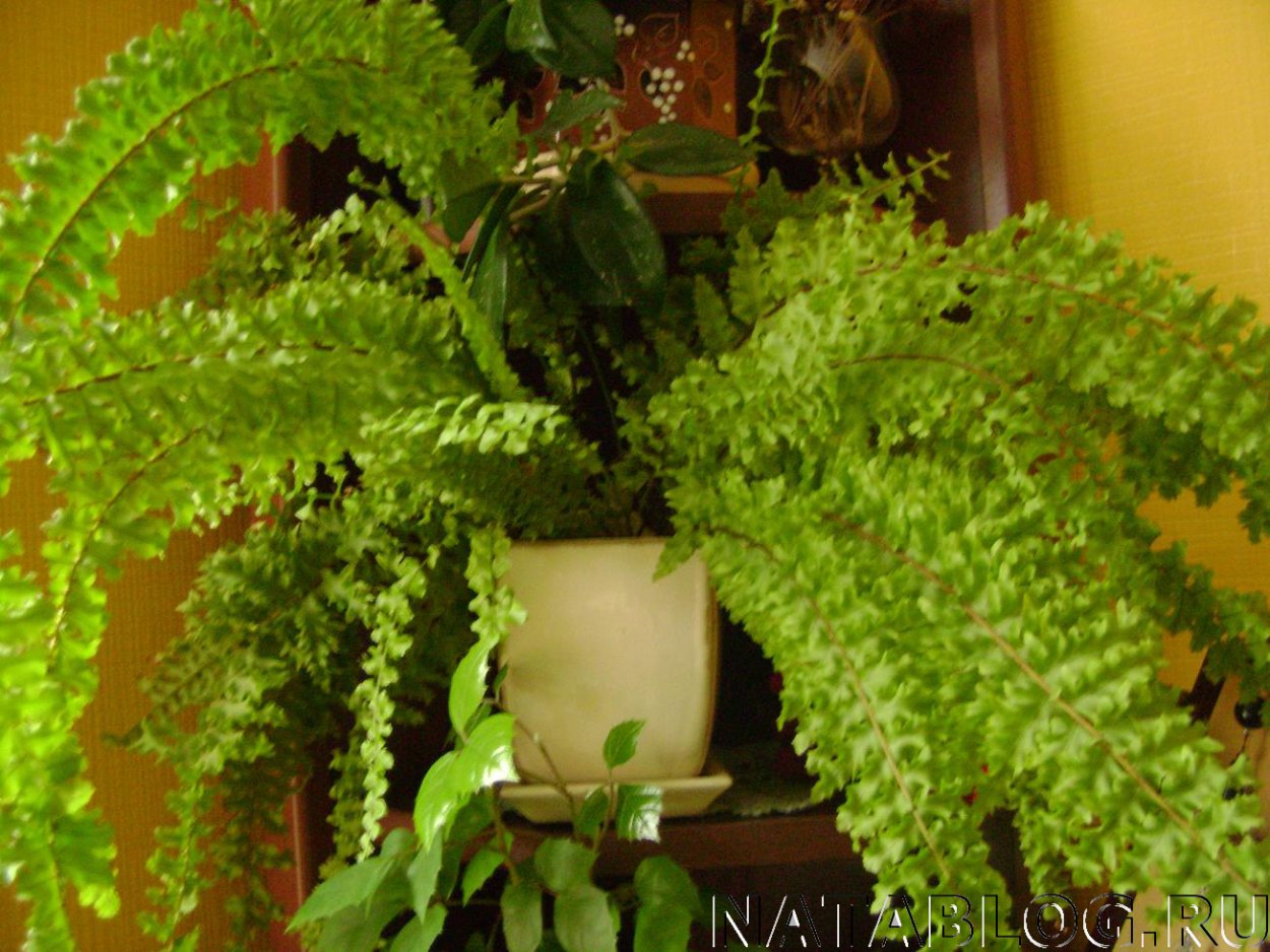 Папоротник кучерявый комнатный