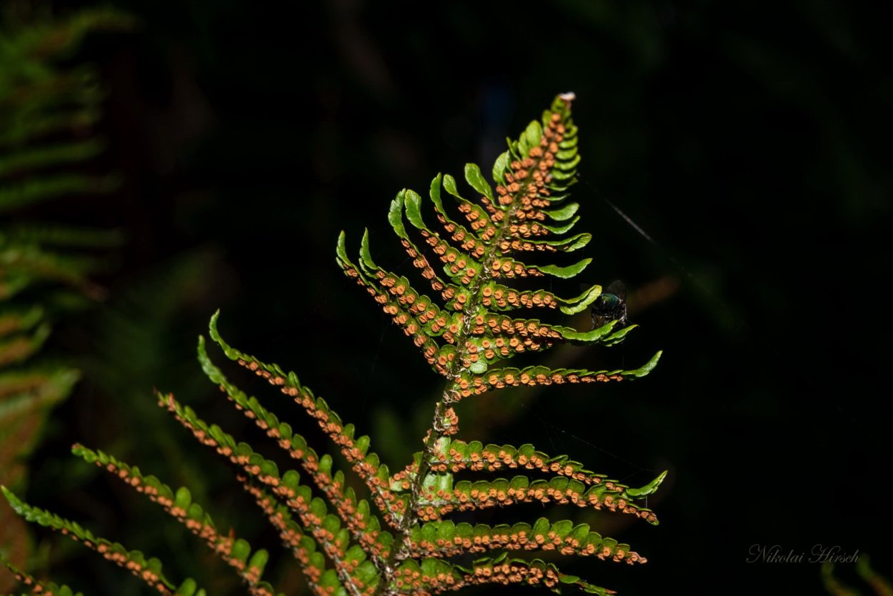 Папоротник