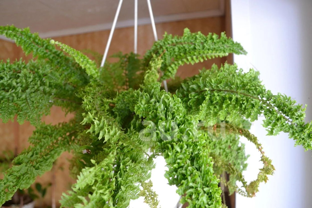 Нефролепис кучерявый