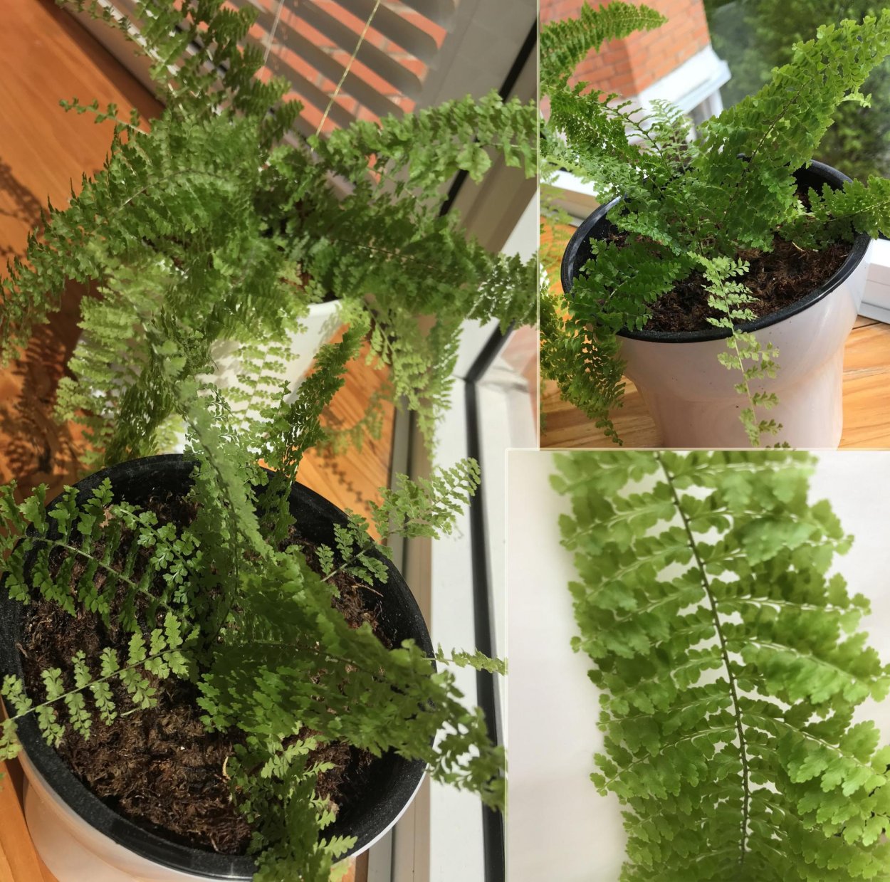 Папоротник нефролепис Румора