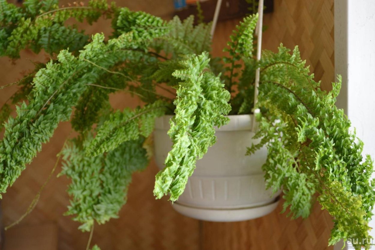 Папоротник нефролепис кудрявый