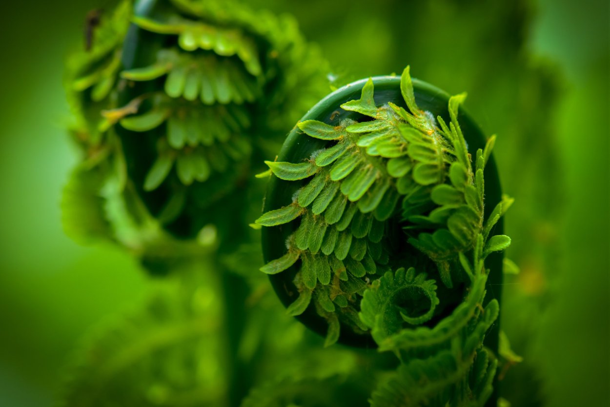 Обои на рабочий стол папоротник