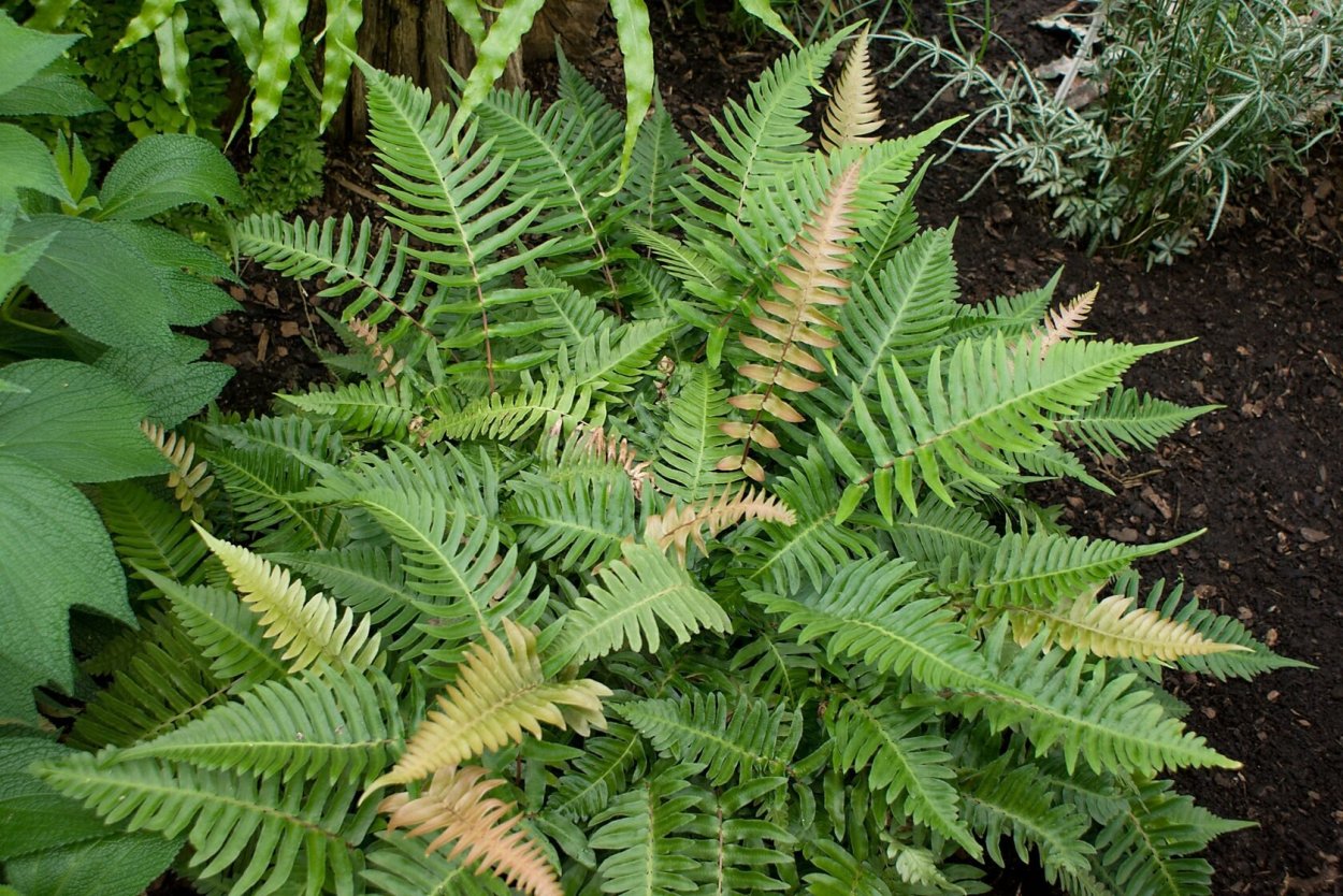 Blechnum nipponicum