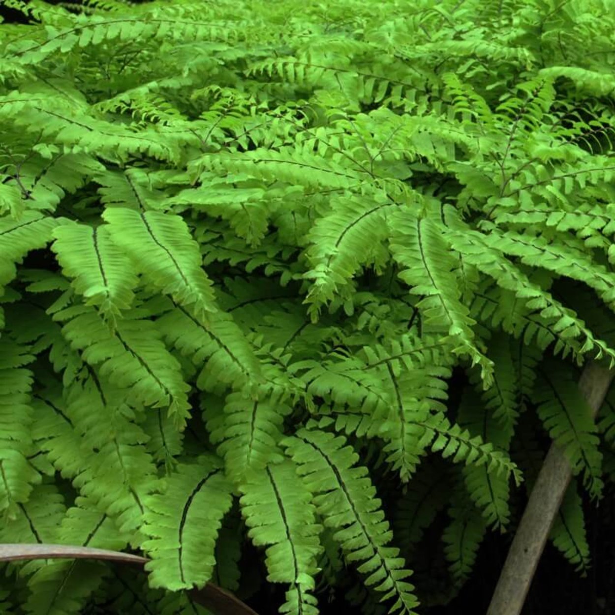 Adiantum pedatum 'imbricatum'