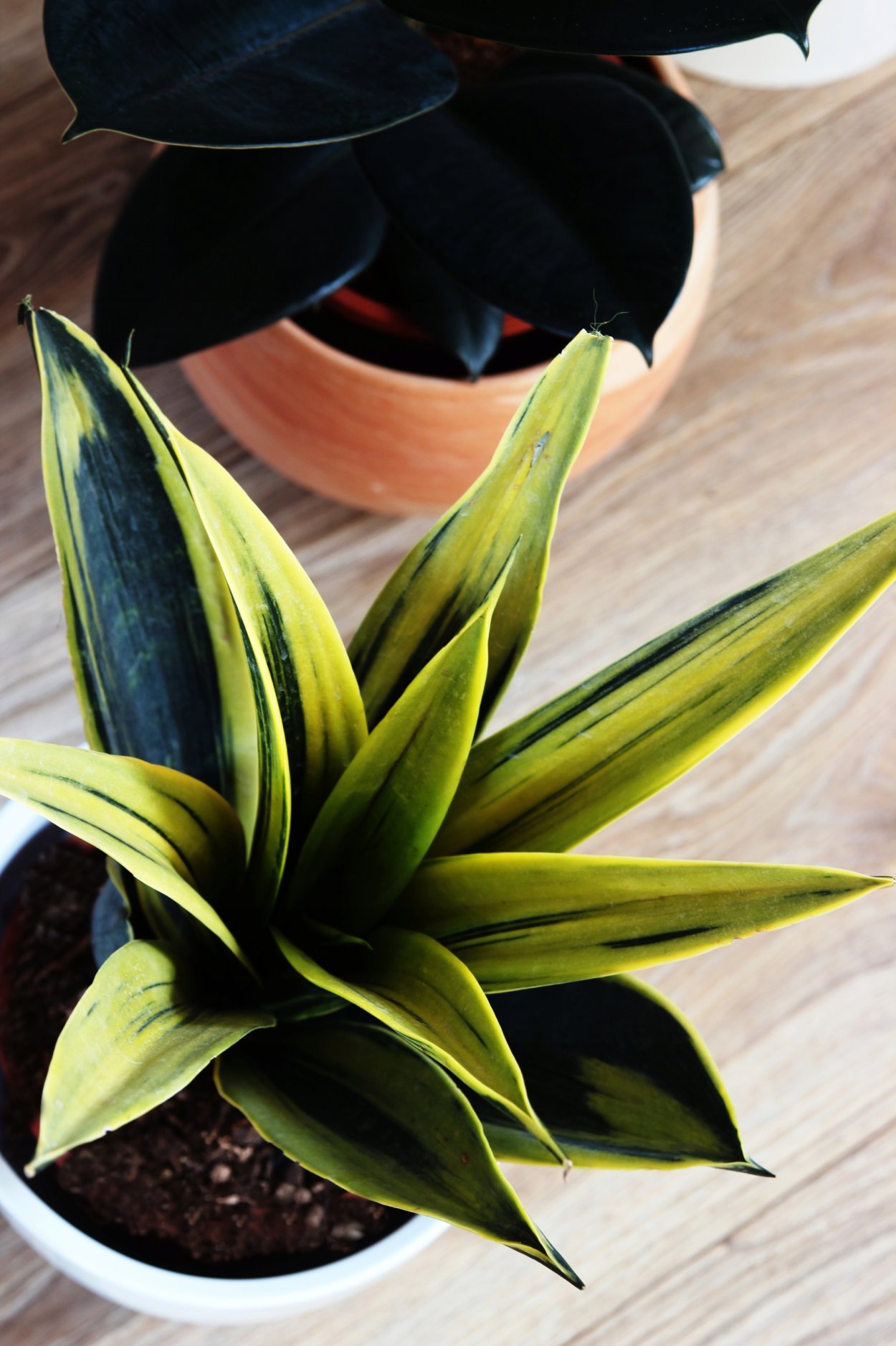 Сансевиерия Голден Флейм Сансевиерия