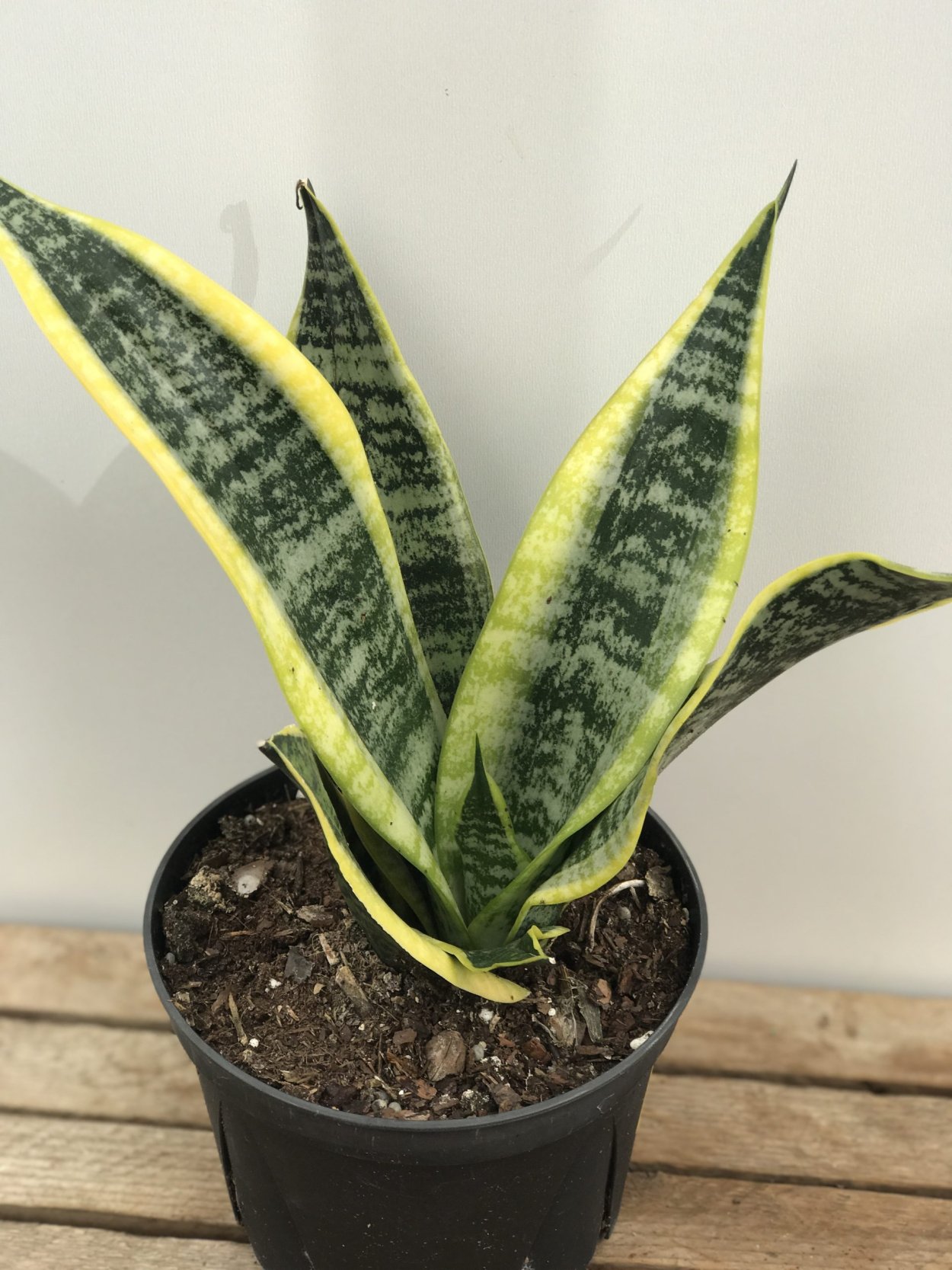 Сансевиерия Блэк Тайгер