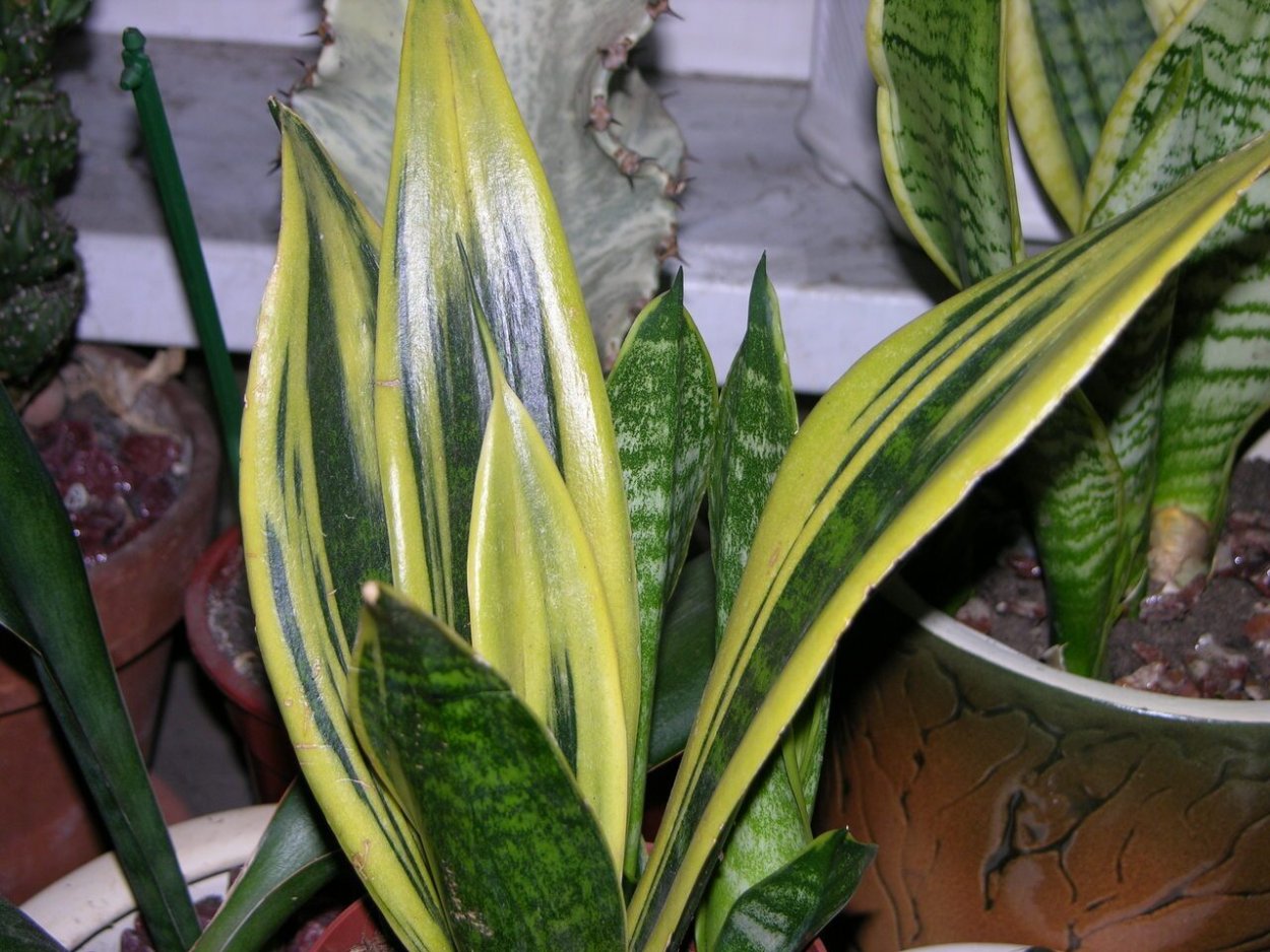 Сансевиерия Голден Флейм