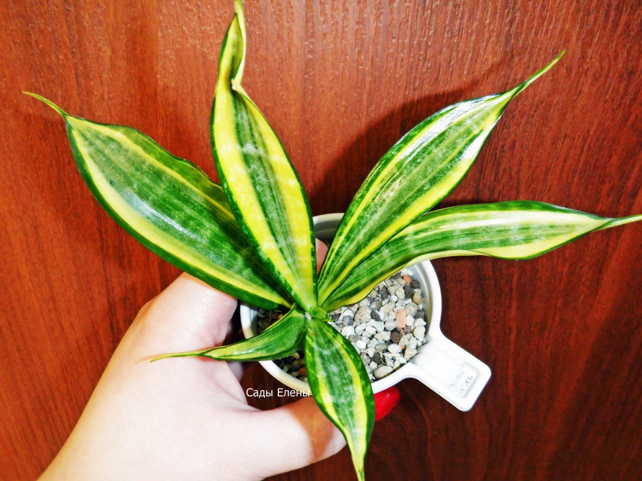 Сансевиерия Gold banner Mutant
