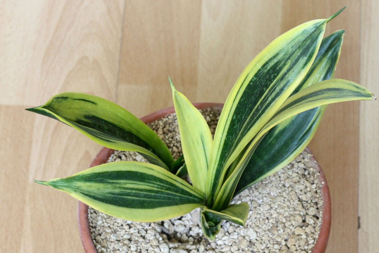 Сансевиерия trifasciata Gold Flame