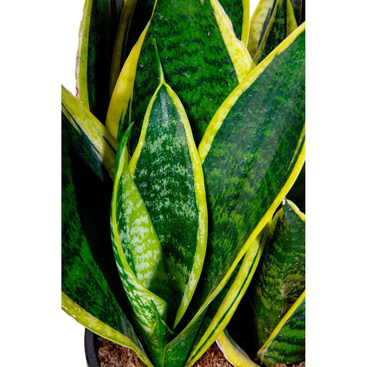 Сансевиерия Лауренти цветок