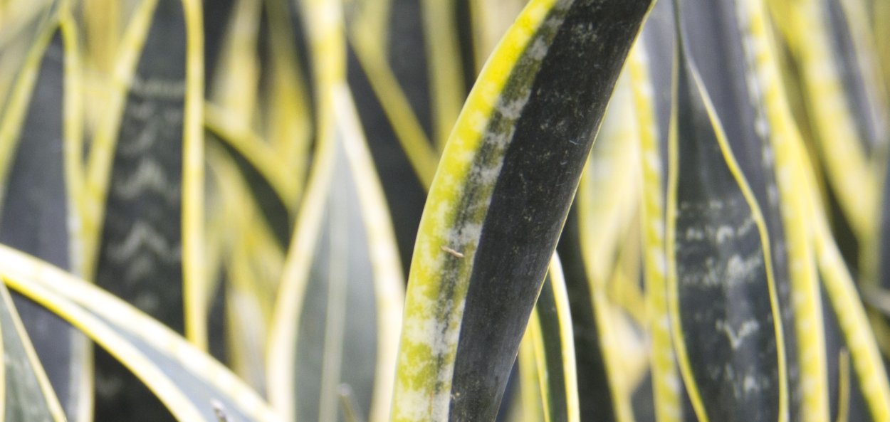 Сансевьера Блэк Голд