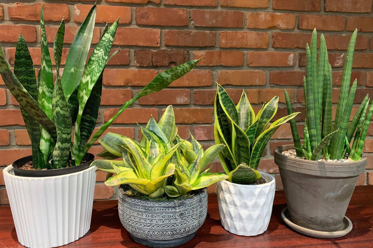 Сансевиерия Футура Суперба 12/30