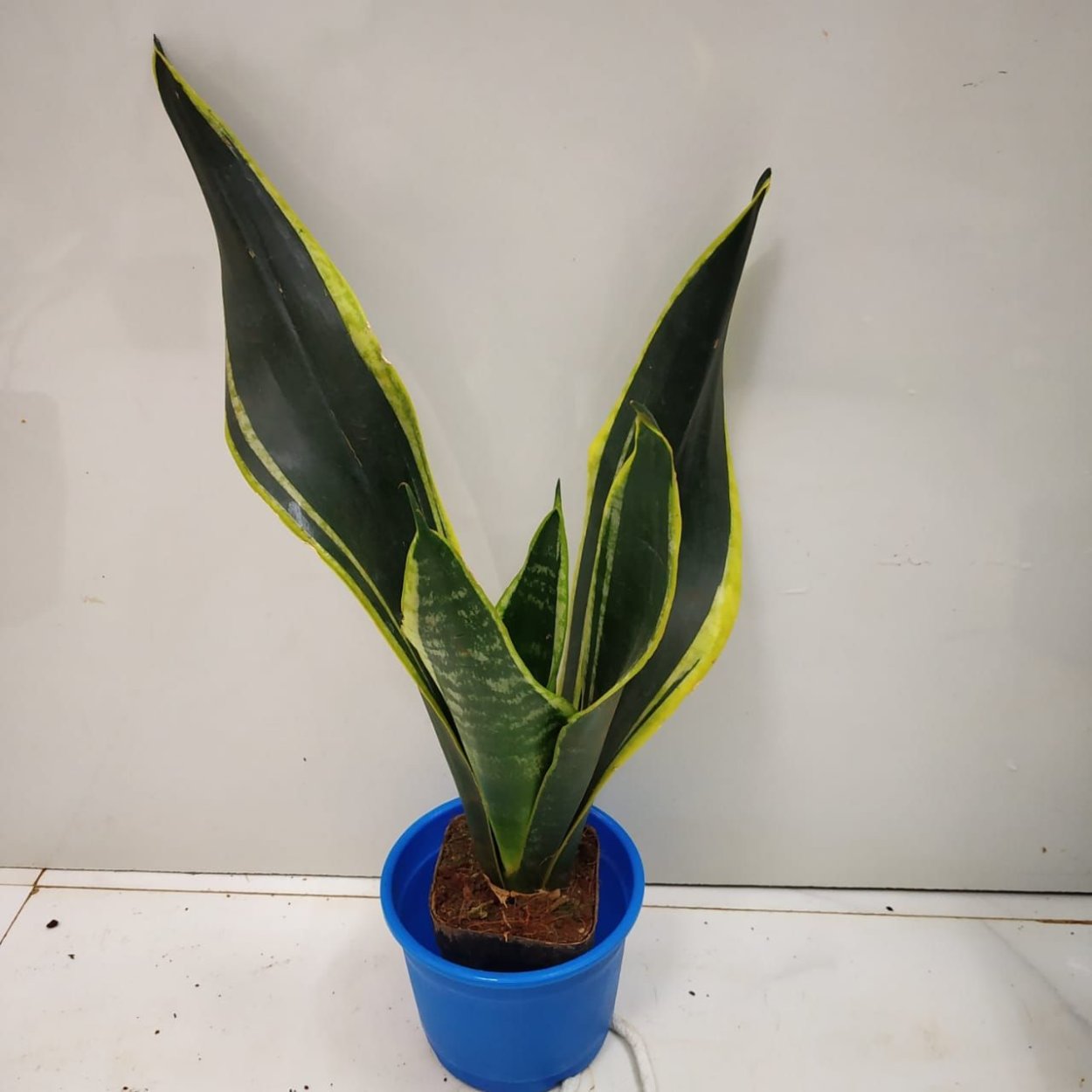 Сансевиерия trifasciata(trifasciata)