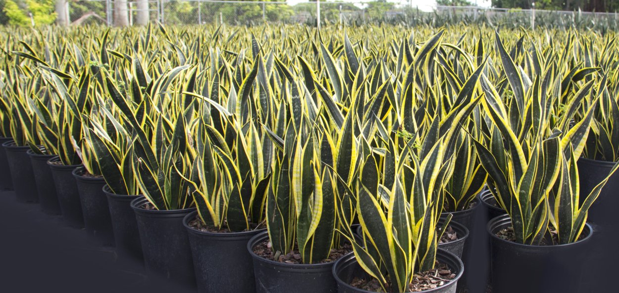 Сансевьера Блэк Голд