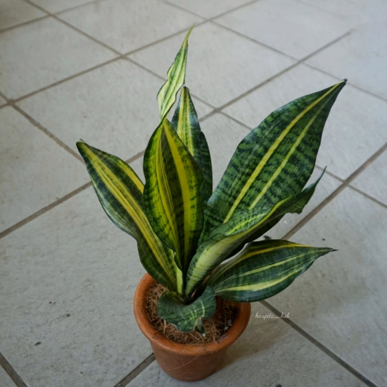 Сансевиерия Ханни Футура