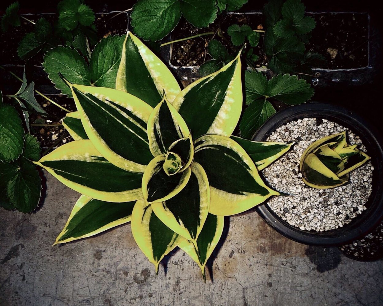 Сансевиерия Клеопатра