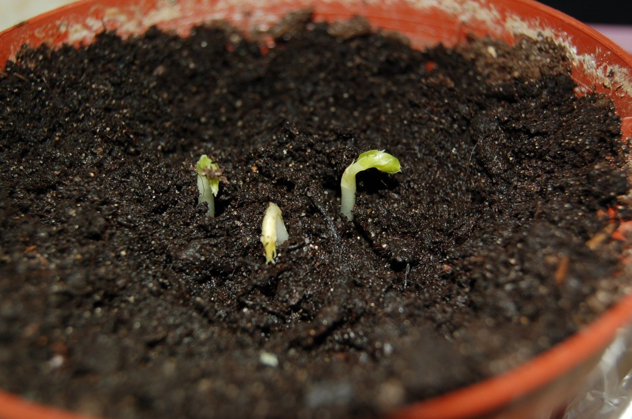 Росток фасоли в горшке